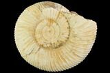 Perisphinctes Ammonite - Jurassic #100286-1